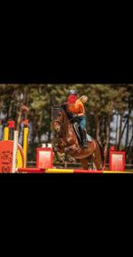 HARRY'S HORSE Cap, Dieren en Toebehoren, Ophalen of Verzenden