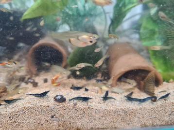 Blauwe garnalen, Neocaridina blue dream beschikbaar voor biedingen