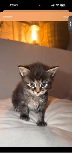 Mooie Main Coon kittens, Meerdere dieren, Gechipt, 0 tot 2 jaar