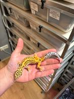 1.0 white and yellow het tremper firebold cros luipaardgekko, Dieren en Toebehoren, Reptielen en Amfibieën, Hagedis, 0 tot 2 jaar