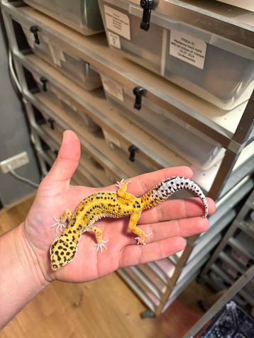 1.0 white and yellow het tremper firebold cros luipaardgekko beschikbaar voor biedingen