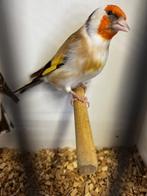 majoor putters bruin / bruin witkop / wildkleur witkeel, Dieren en Toebehoren, Vogels | Overige Vogels, Meerdere dieren, Wildzangvogel