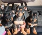 Jack Russell Puppies Black and Tan Teefjes, Dieren en Toebehoren, Jack Russell Terriër, 8 tot 15 weken, Meerdere, Meerdere dieren