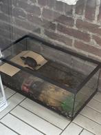 Twee schilpadjes te koop, Ophalen of Verzenden, Zo goed als nieuw, Terrarium of Paludarium