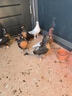 Takla, Meerdere dieren, Kip