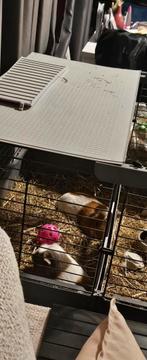 2 cavia's, Dieren en Toebehoren, Knaagdieren, Februari, Vrouwelijk, Cavia