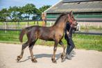 Meerdere paarden en pony's wegens inkrimping, Dieren en Toebehoren, Paarden, Meerdere dieren, Onbeleerd, Gechipt, 0 tot 2 jaar