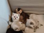 Brits korthaar kittens, Dieren en Toebehoren, Katten en Kittens | Raskatten | Langhaar, Meerdere dieren