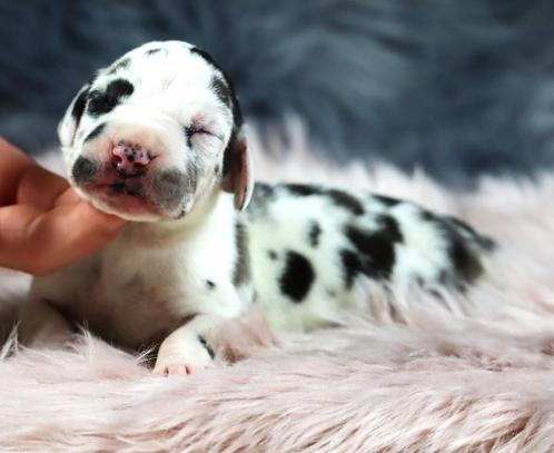 Duitse Dog, Dieren en Toebehoren, Honden | Herdershonden en Veedrijvers, Meerdere dieren, Overige rassen, Fokker | Professioneel