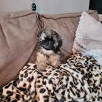 Shih tzu pups 2 teefjes, Overige rassen, 8 tot 15 weken, Teef, Meerdere