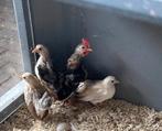 Drie jonge serama kippen en haan, Dieren en Toebehoren, Pluimvee, Meerdere dieren, Kip