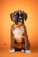 Duitse boxerpuppy's, Overige rassen, 8 tot 15 weken, Parvo, Meerdere