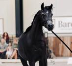 Arabisch volbloed Merrie - zwart, Dieren en Toebehoren, Merrie