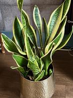 Sansevieria Vrouwentong - Sterke luchtzuiverende plant, Overige soorten, In pot, Minder dan 100 cm, Groene kamerplant