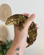 1.0 Rhacodactylus leachianus (reuzengekko), Hagedis