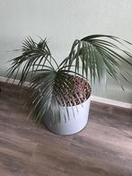 Kentiapalm, Huis en Inrichting, Kamerplanten, Minder dan 100 cm, Palm, Halfschaduw, In pot