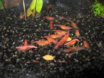 Vuurgarnalen, vuurgarnaaltjes, cherrygarnalen te koop., Dieren en Toebehoren, Kreeft, Krab of Garnaal, Zoetwatervis, Schoolvis