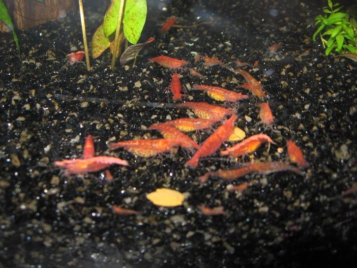 Vuurgarnalen, vuurgarnaaltjes, cherrygarnalen te koop., Dieren en Toebehoren, Vissen | Aquariumvissen, Zoetwatervis, Kreeft, Krab of Garnaal