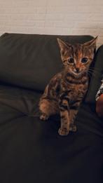 Lieve marble bengaal kitten, Poes