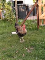Jonge haan marans cream legbar groenlegger, Dieren en Toebehoren, Mannelijk, Kip