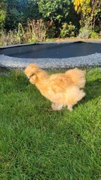 Prachtige USA zijdehoen haan kleur buff, Dieren en Toebehoren, Mannelijk, Kip