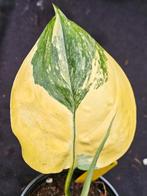 Zeldzame Scindapsus Longistipitatus nr 2, Overige soorten, In pot, Minder dan 100 cm, Groene kamerplant