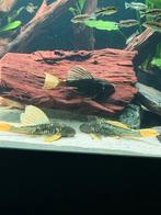 Luteus phase 2, Dieren en Toebehoren, Vis