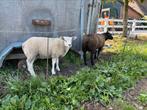 4 mooie rammen!, Dieren en Toebehoren, Schapen, Geiten en Varkens, Mannelijk, Schaap