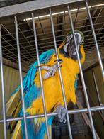 Blauw gele Ara's, Dieren en Toebehoren, Vogels | Parkieten en Papegaaien, Meerdere dieren, Papegaai, Pratend