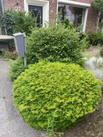 Vaste planten, Ophalen, Struik
