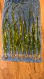 aquarium planten, Dieren en Toebehoren, Vis