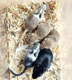 Leuk alternatief voor een hamster gerbils handtam, Dieren en Toebehoren, Knaagdieren, Meerdere dieren, Overige typen, Tam, Oktober