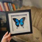 Vlinder in lijst, Wings & Flowers, Touwbaan 11, Lekkerkerk, Nieuw, Ophalen of Verzenden