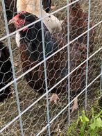 Gratis af te halen oude grote kip, Dieren en Toebehoren, Vrouwelijk, Kip