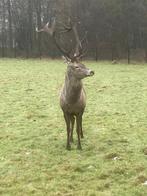 Edelhert bok, Mannelijk, Geit