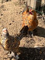 Sabelpoot kriel toom, Dieren en Toebehoren, Pluimvee, Meerdere dieren, Kip