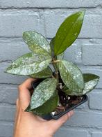 Hoya carnosa Stardust, Huis en Inrichting, Ophalen of Verzenden, Overige soorten, Minder dan 100 cm