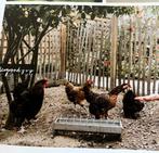 Engels hekwerk Kastanjehout afrastering schapenhek kippen, Nieuw, Met poort, Sierhekwerk, Ophalen of Verzenden