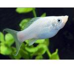 10 witte mollys voor 10 euro, Dieren en Toebehoren, Vis