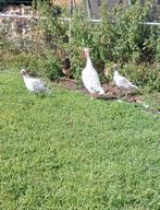 3 mooie witte jonge kalkoenen., Dieren en Toebehoren, Pluimvee, Meerdere dieren, Kalkoen