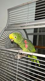 Gele kop amazone papegaai, Dieren en Toebehoren, Vrouwelijk, Papegaai, Tam