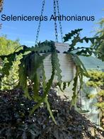 Te koop: Selenicereus Anthonianus, Huis en Inrichting, Kamerplanten, Ophalen, Halfschaduw, Cactus, Minder dan 100 cm