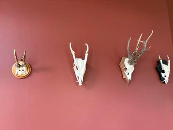 Verzameling kleine geweien op schild beschikbaar voor biedingen