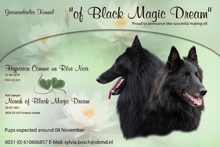 Groenendaeler en Tervueren pups, Tickets en Kaartjes, Evenementen en Festivals, Eén persoon