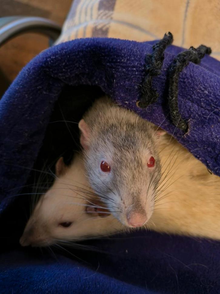 Aangeboden: betrouwbare en liefdevolle knaagdieren-oppas., Dieren en Toebehoren, Knaagdieren en Konijnen | Toebehoren, Ophalen of Verzenden