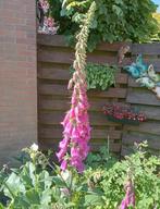 Digitalis purpurea - Gewoon Vingerhoedskruid zaden, Ophalen of Verzenden, Gehele jaar, Volle zon, Zaad