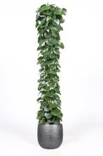 Cissus rotundifolia in Mira sierpot (zwart), Huis en Inrichting, Kamerplanten, 150 tot 200 cm, Halfschaduw, Verzenden