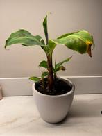 Bananenplant in pot, Huis en Inrichting, Kamerplanten, Ophalen, Halfschaduw, In pot, Minder dan 100 cm