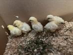 Vijf schattige poule de bresse kuikens, Dieren en Toebehoren, Meerdere dieren