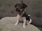 lieve jack russel pup teefje ( bont) zoekt lief huisje!, Dieren en Toebehoren, Honden | Jack Russells en Terriërs, Parvo, Jack Russell Terriër